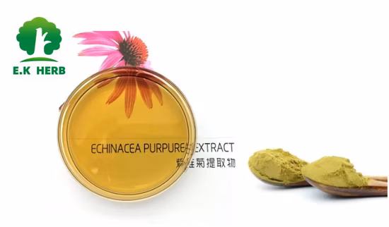 100% Natural Echinacea Extract (4% Polyphenols by HPLC) as Food Additives