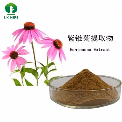 100% Natural Echinacea Extract (4% Polyphenols by HPLC) as Food Additives