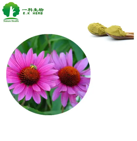100% Natural Echinacea Extract (4% Polyphenols by HPLC) as Food Additives